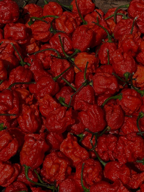Les piments : faites le plein de chaleur avec carolina reaper !